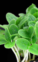 lemon cress