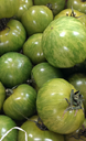 tomate evergreen