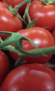 tomate grappe corse