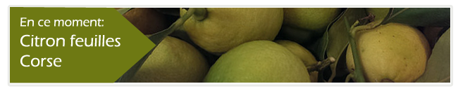 banner citron small