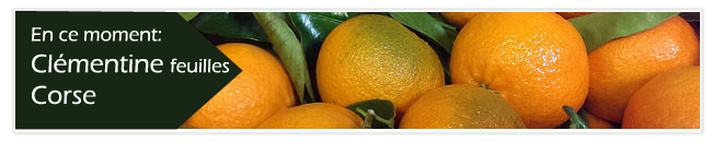 banner clementine feuille s