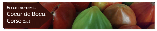 tomate coeur de boeuf corse