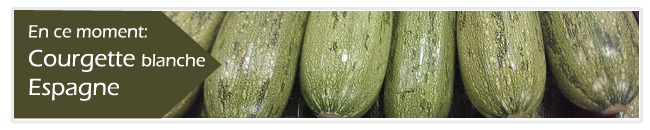 Courgette blanche Espagne