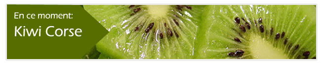 banner kiwi small