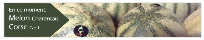 banner melon cintu small