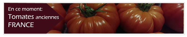 tomate ancienne france